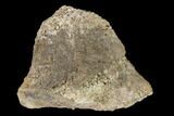 1.5" Permian Amphibian Fossil Bone - Texas - #153739-1